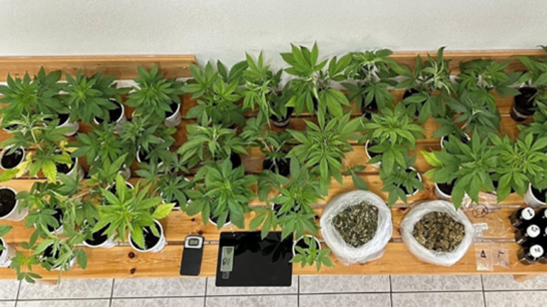 Χαλκιδική: Καλλιεργούσε 46 δενδρύλλια κάνναβης στις γλάστρες του σπιτιού του